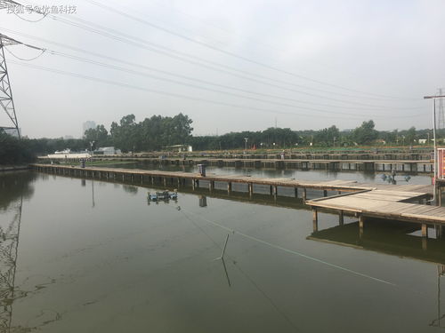 優(yōu)魚科技 科技助力水產(chǎn)養(yǎng)殖，引領(lǐng)傳統(tǒng)養(yǎng)殖模式轉(zhuǎn)型升級