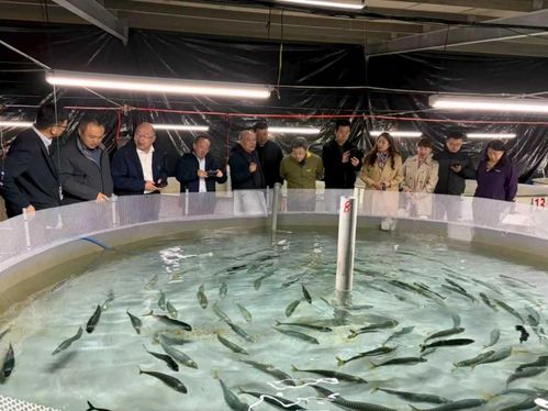 鮐人工馴養(yǎng)與工廠化繁育技術(shù)通過專家驗收，水產(chǎn)養(yǎng)殖迎重大突破