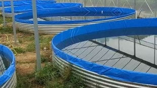 工廠化高密度水產(chǎn)養(yǎng)殖中的關(guān)鍵環(huán)節(jié) 鐵倉刀刮布高位池泡池清洗