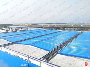 對蝦大王國聯(lián)水產(chǎn)財務(wù)疑團 風(fēng)云獨立審計下的水產(chǎn)養(yǎng)殖業(yè)警示