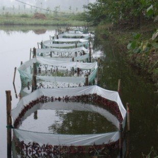 江西小龍蝦養(yǎng)殖產(chǎn)業(yè)的興起與養(yǎng)殖環(huán)境分析