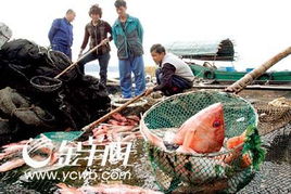 湛江水產(chǎn)養(yǎng)殖業(yè)面臨嚴(yán)峻考驗(yàn)，多地養(yǎng)殖項(xiàng)目幾近全軍覆沒(méi)