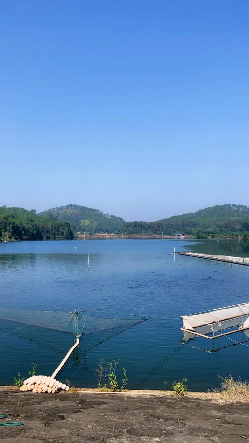 優(yōu)質(zhì)草魚、中科三號(hào)與黃金鯽 現(xiàn)代水產(chǎn)養(yǎng)殖的優(yōu)選品種