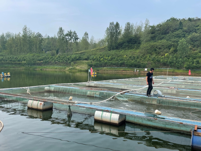 谷城水產養(yǎng)殖 綠色轉型中的產業(yè)新篇章