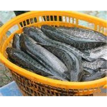 襄陽高粱豐收在望，汈汊湖水產養(yǎng)殖產業(yè)聯(lián)動發(fā)展新機遇