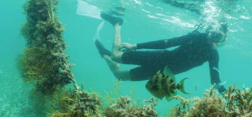 海洋修復(fù)性水產(chǎn)養(yǎng)殖 全球通用原則發(fā)布，引領(lǐng)水產(chǎn)養(yǎng)殖新方向