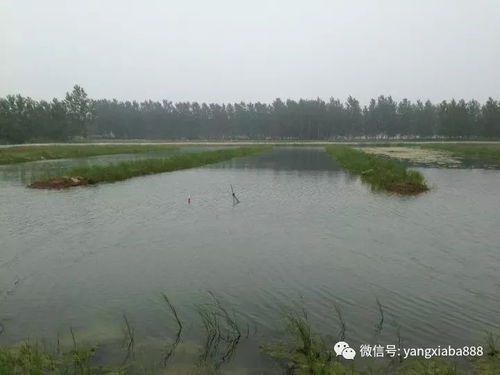 決定水產(chǎn)養(yǎng)殖高產(chǎn)的，就是這兩個(gè)因素